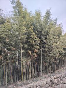 敬斋古今黈